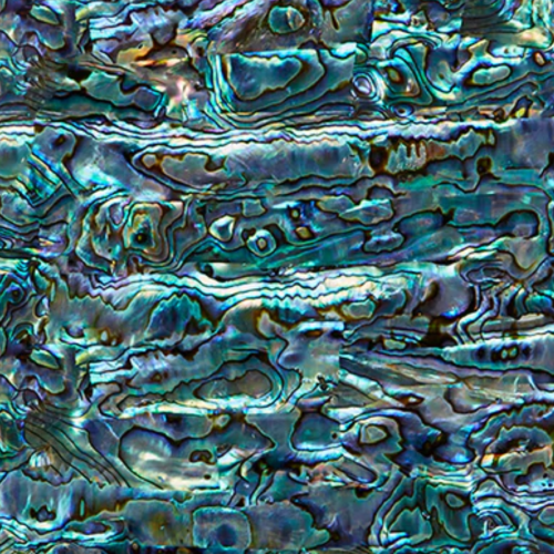 Abalone Shell natural