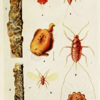 Indian insect life
Calcutta ;Thacker, Spink & Co., W. Thacker & Co., 2 Creed Lane, London,1909.
http://biodiversitylibrary.org/item/80025 Image By Harold Maxwell-Lefroy; artist F.M. Howlett - https://www.flickr.com/photos/biodivlibrary/6280048728/in/set-72157627975114672, CC0, https://commons.wikimedia.org/w/index.php?curid=19935897