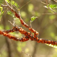 Sticklac Image by Katja Schulz